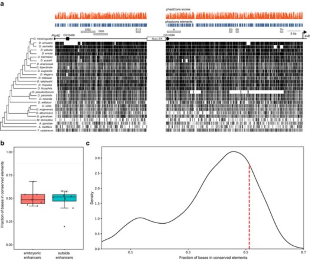 The Density of Regulatory Information Is a Major Determinant of Evolutionary Constraint on Noncoding DNA in Drosophila