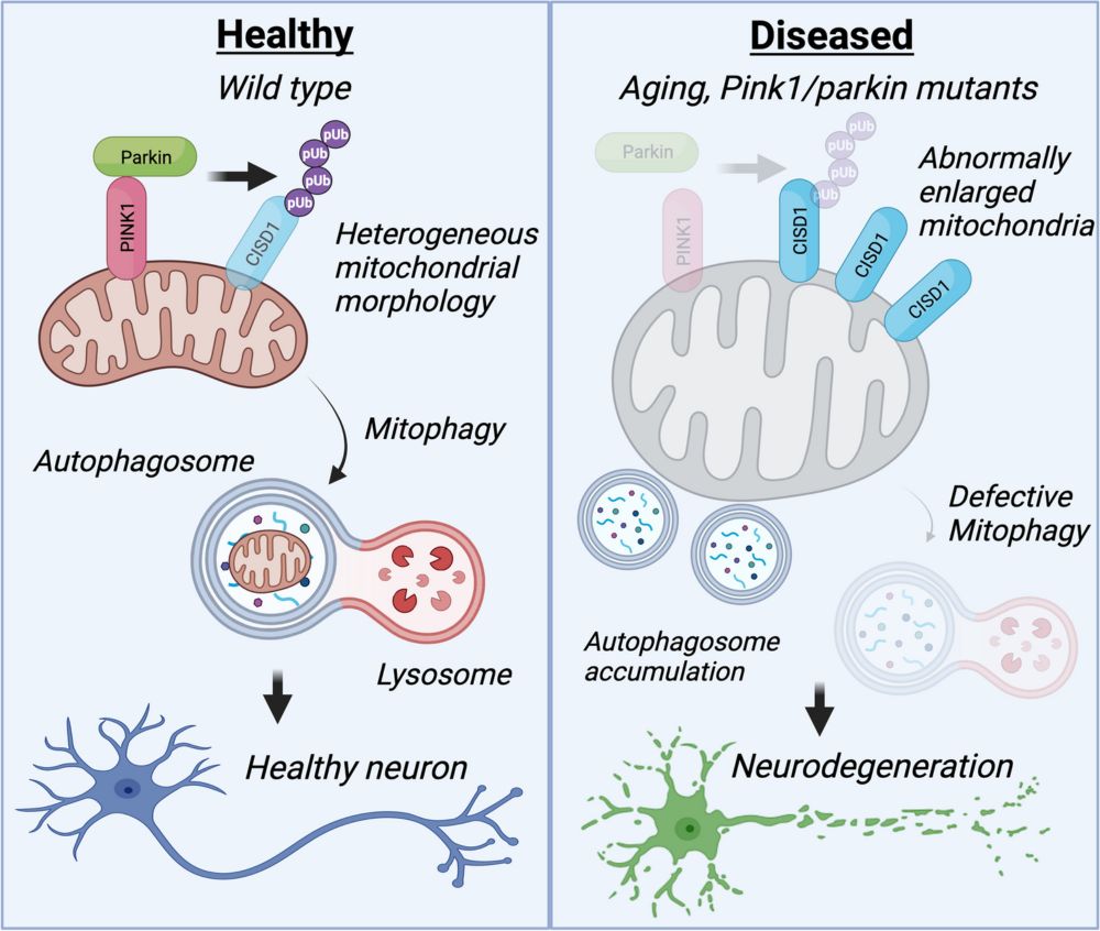 Mitochondrial CISD1/Cisd accumulation blocks mitophagy and genetic or pharmacological inhibition rescues neurodegenerative phenotypes in Pink1/parkin models - Molecular Neurodegeneration