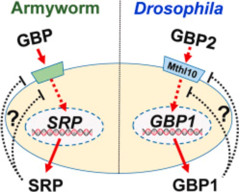 Drosophila cytokine GBP2 exerts immune responses and regulates GBP1 expression through GPCR receptor Mthl10