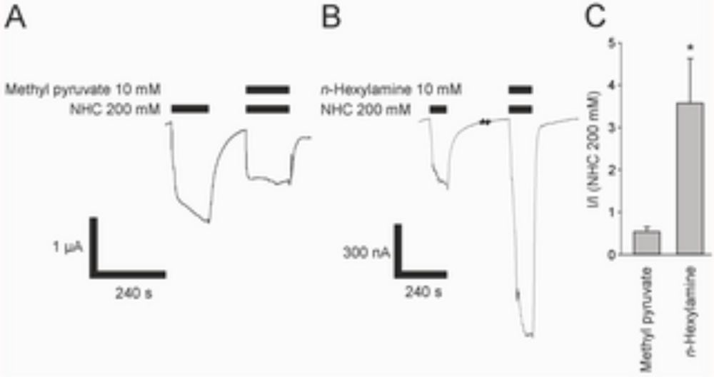 Functional expression and ligand identification of homo- and heteromeric Drosophila melanogaster CO2 receptors in the Xenopus laevis oocyte system