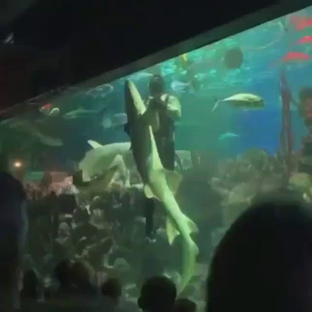 a man is feeding a shark in a large tank