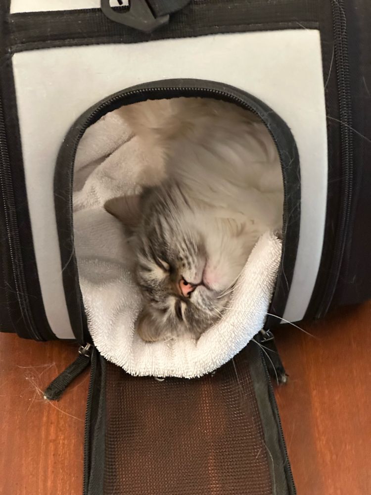 Floofy white kitten happily asleep in her carrier