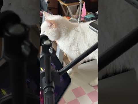 Cat Intrusive Thoughts