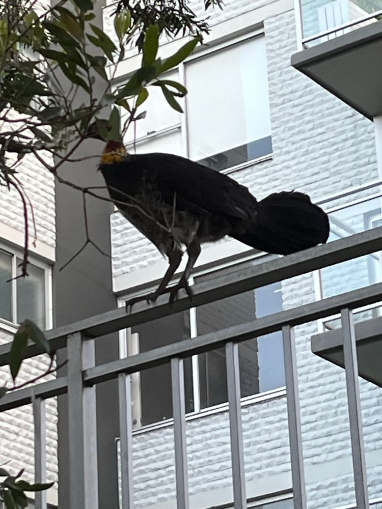 Urban Scrub  Turkey sitting on a fence rail outside an apartment building