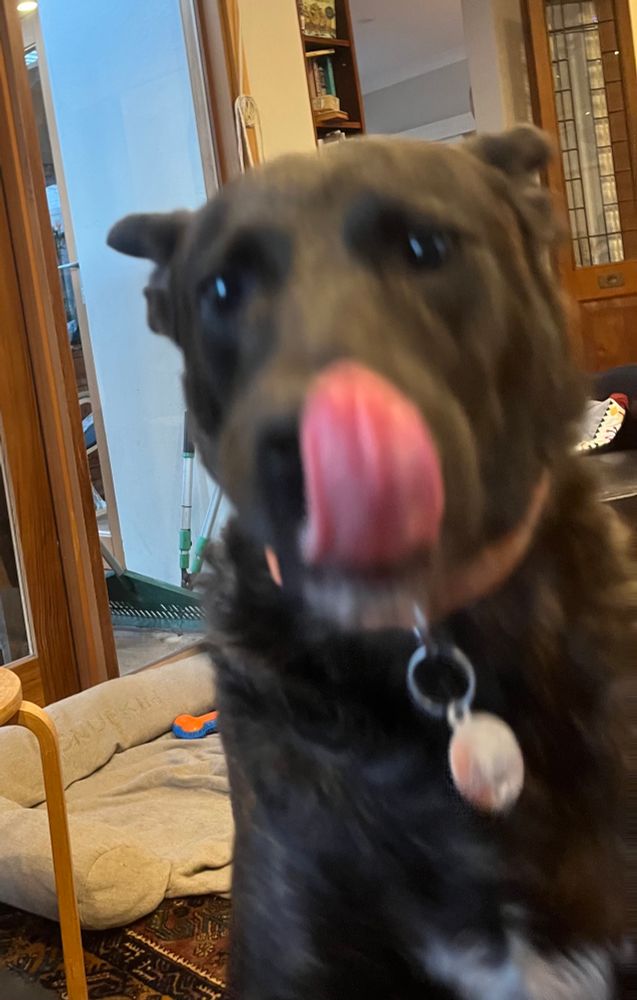 Snufkin the dog caught as he goes for a face lick to remind me it is his dinner time.