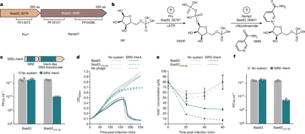 Phages reconstitute NAD+ to counter bacterial immunity - Nature