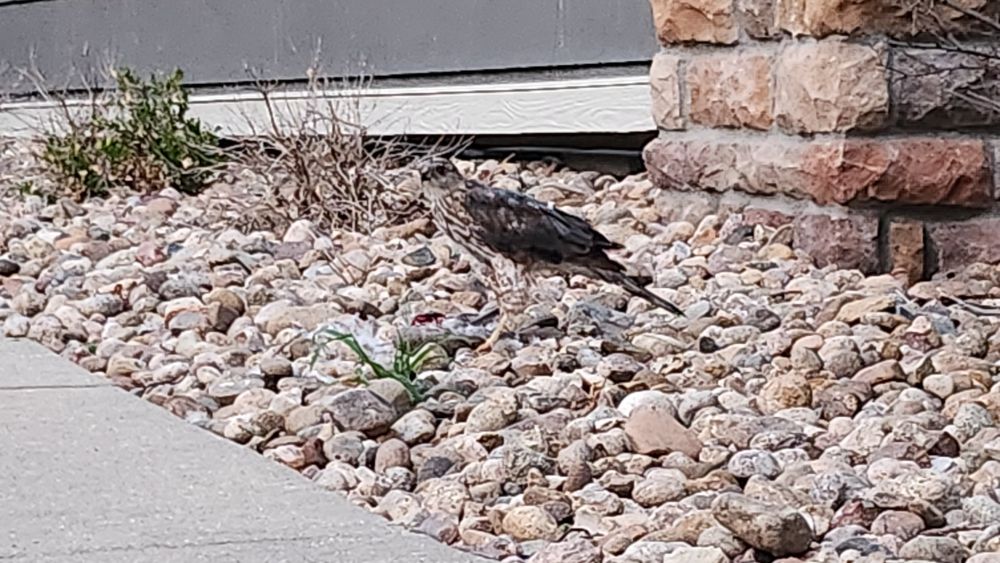 A bird with dark feathers on its back and a mix of white and brown on its chest, its tearing apart light colored dove at its feet. 