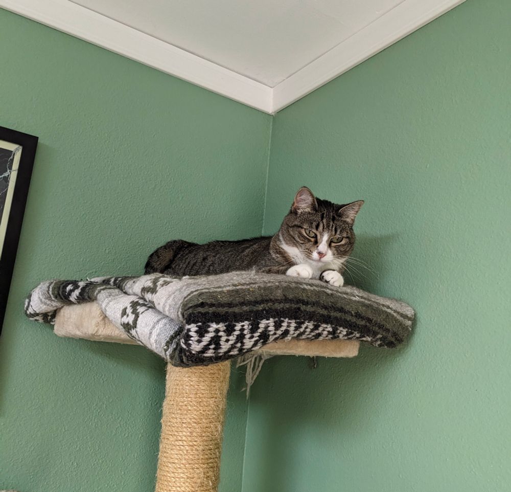 A very small adult cat laying on top of a woven blanket on a tall cat tower. She is a calico tabby with teeny tiny white paws and a shitty little smirk.