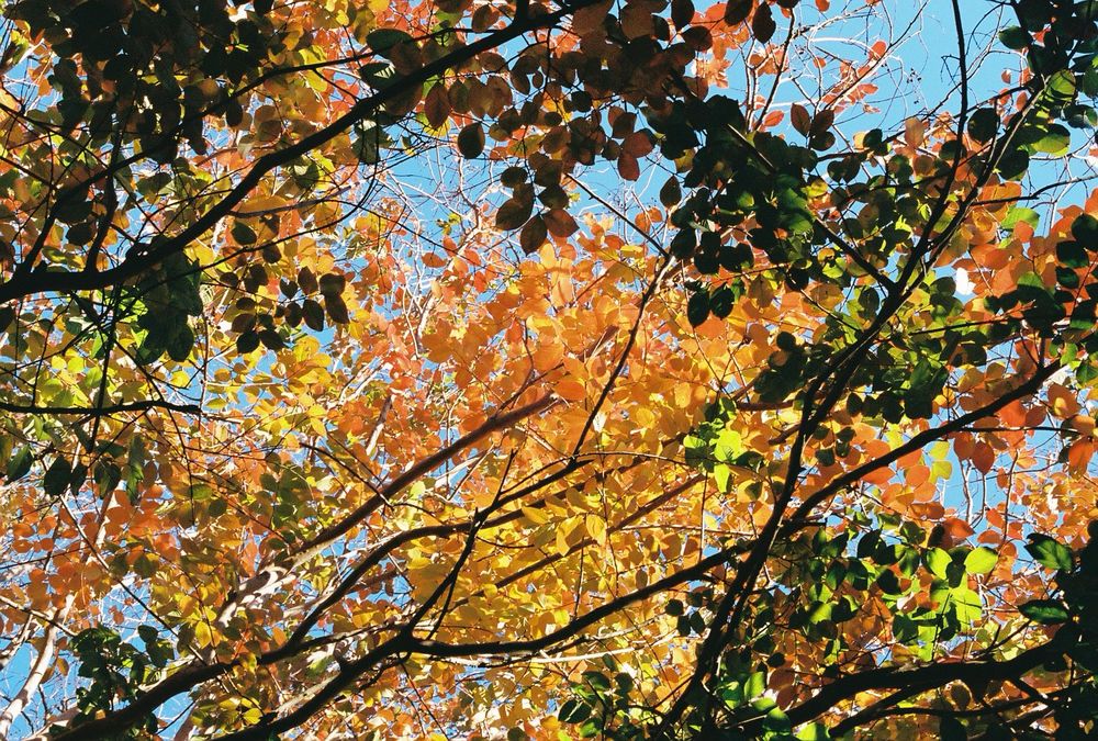 Orange and yellow leaves on a tree lit up bright by the sun among a few green leaves left.