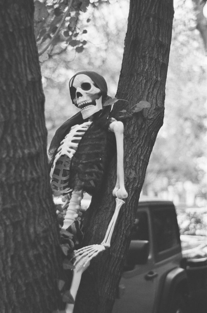 A skeleton dressed as a pirate sitting in between tree branches. 
