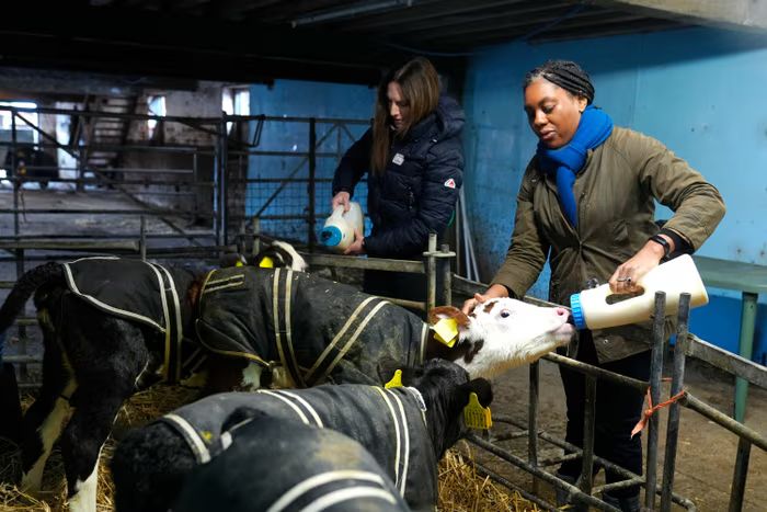 Kemi Badenoch feeding a calf