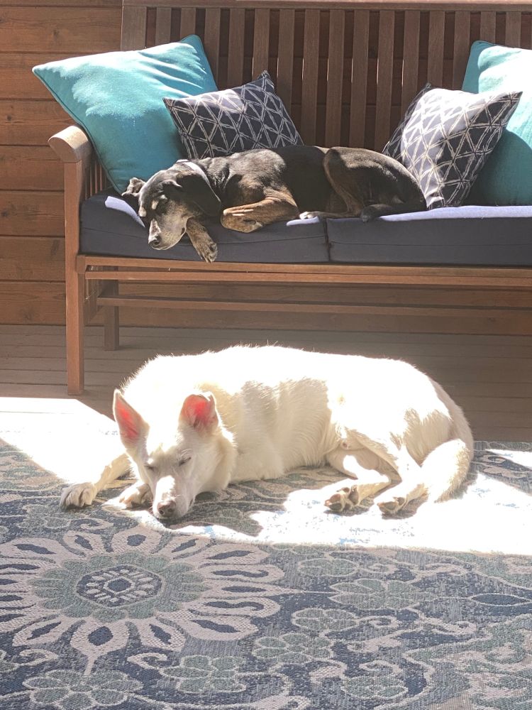 Two dogs and a sunbeam. On a blue & white floral rug a gleaming white husky reflects the sunlight as he snoozes. Above him, on an outdoor bench with sky & navy cushions, a black and tan Plott hound takes her afternoon siesta with her head hanging over the side, black fur equally shining in the spring sun.