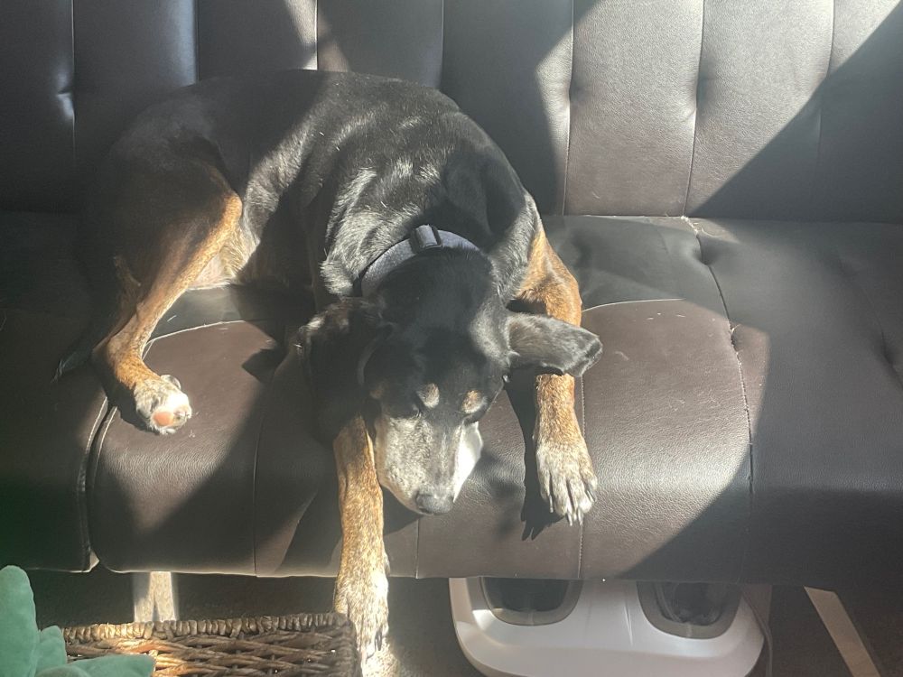 A Plott hound snoozes on a brown futon, sun beam slanting across her face and body.