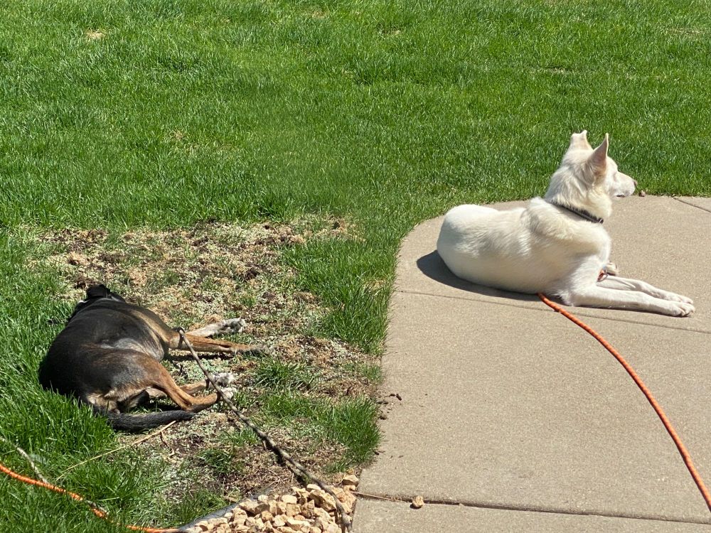 Two dogs soak up the spring sun. On the left, passed out on her side, a black and tan Plott hound chooses a newly seeded patch of dirt for her respite over the nearby lush green grass. On the right, a white husky lays with his head upright on the concrete sidewalk, completely eschewing the comfort of a soft surface. He must remain alert for the presence of rouge owners walking their dogs on a public street.