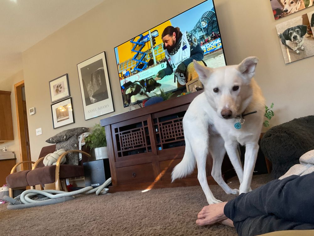 A white husky stands in the foreground, looking toward the camera. In the background, a large TV on a cabinet prominently displays an Iditarod musher at the ceremonial start in Anchorage, Alaska. Go Quince! ❤️