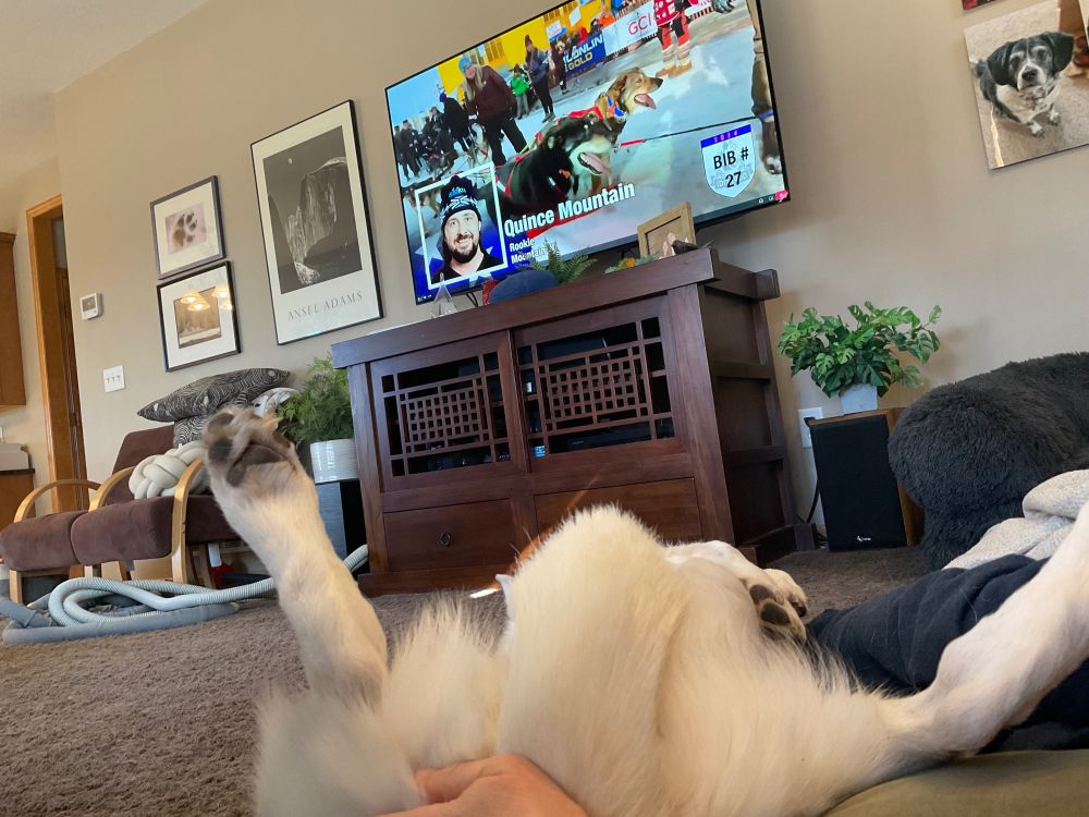The tail, belly, and legs of a white husky dominate the foreground f the frame. Well-earned butt scritches are happening. In the background a large TV hangs over a cabinet, displaying a certain musher at the ceremonial start of the Iditarod.