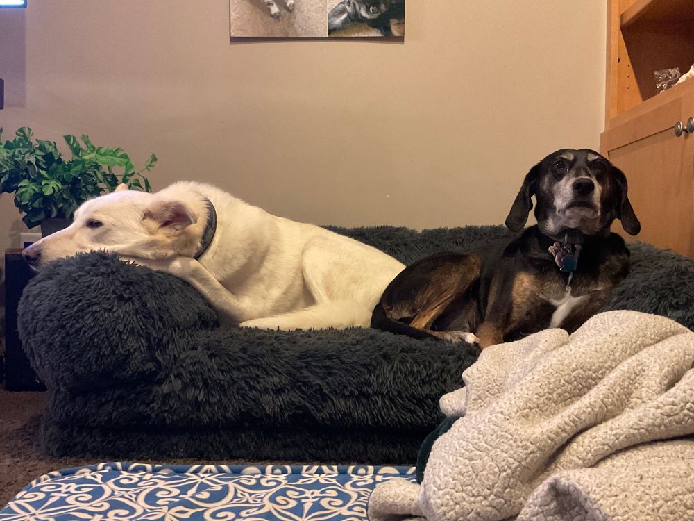 Two dogs share a dark blue dog bed. At left, a white husky faces to the side, chin resting on the raised edge. At right, a Plott hound gazes toward the camera, head raised.