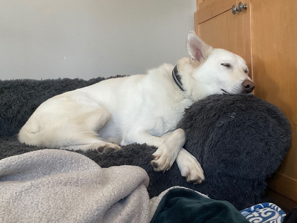 A white husky snoozes on a bark blue dog bed, chin resting on the raised  side and front paws crossed. Life is exhausting!