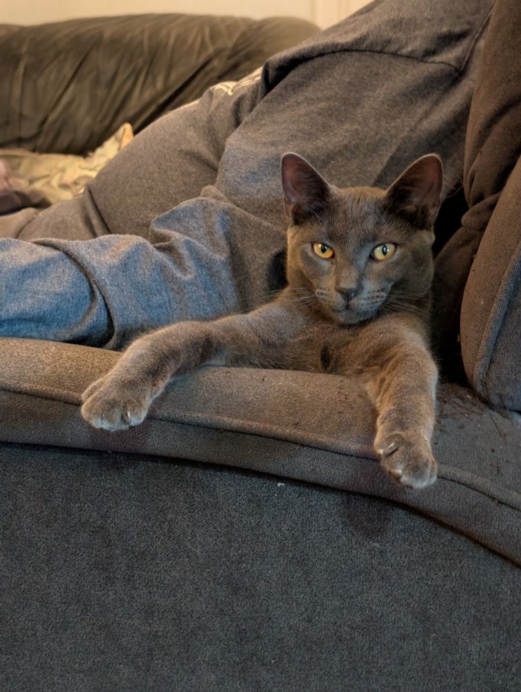 Front half of a grey cat in front of a man sitting down in a grey chair.