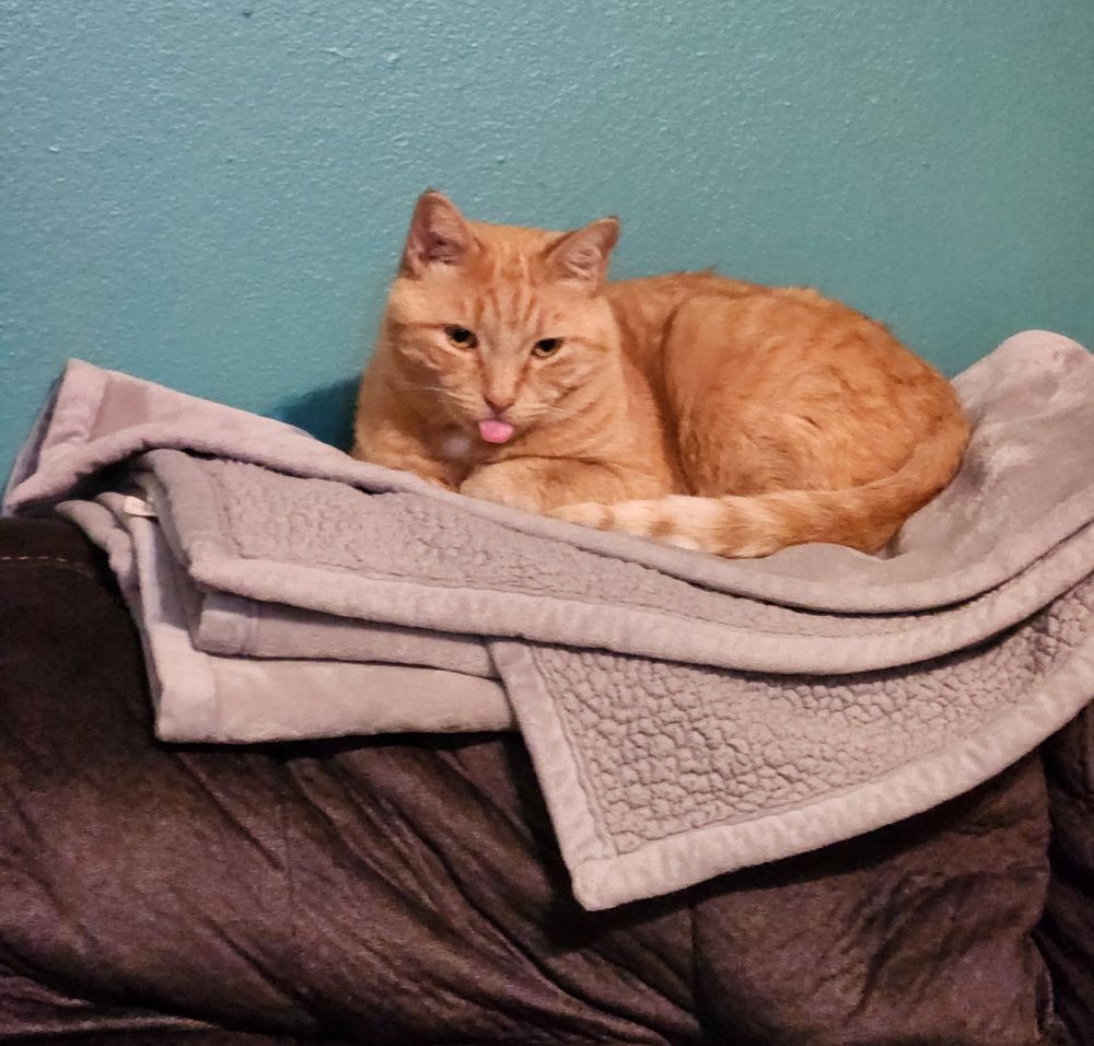 orange cat with his tongue out lying on a blanket