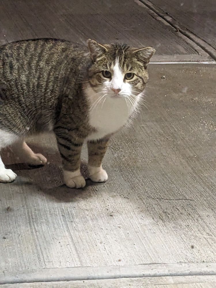 sturdy tabby cat with white chest stands on concrete pavement, looking towards the viewer. 