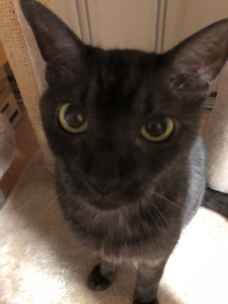 飼い主に付き纏い見つめ続ける濃灰色猫。