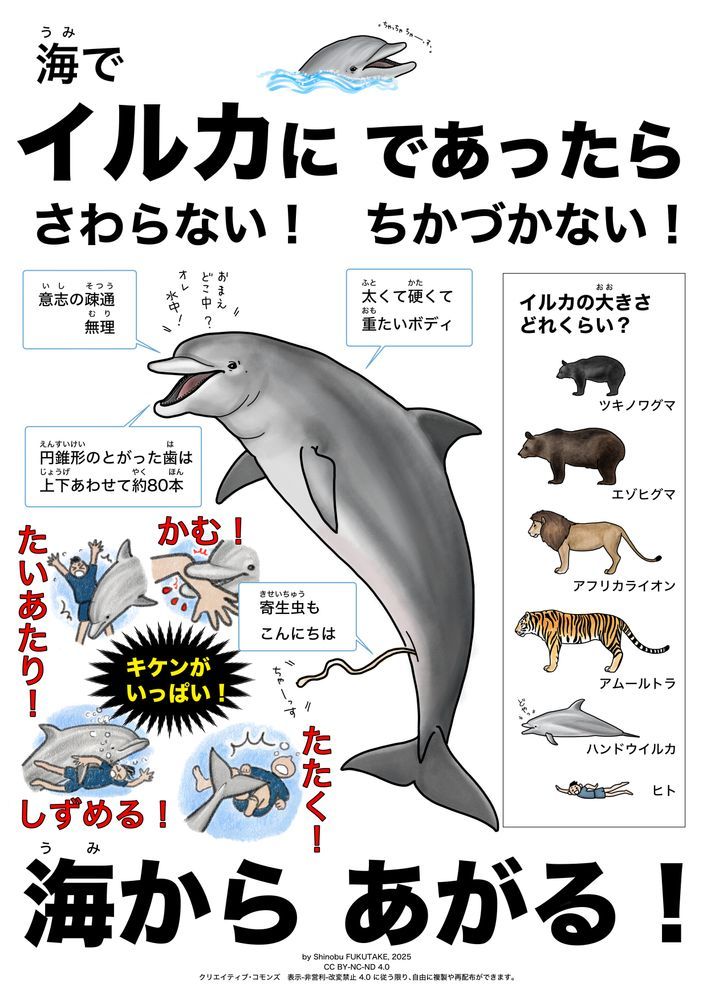 海水浴場で野生イルカに出会った時の注意喚起ポスター「海でイルカにであったら、さわらない！ ちかづかない！ 海からあがる！」
イルカとの意思の疎通は無理、イルカのボディは太くて硬くて重たい、イルカの歯は円錐形で尖っていて上下あわせて約80本、お尻から寄生虫もこんにちは。「たいあたり！」「かむ！」「たたく！」「しずめる！」イルカにはキケンがいっぱい！
