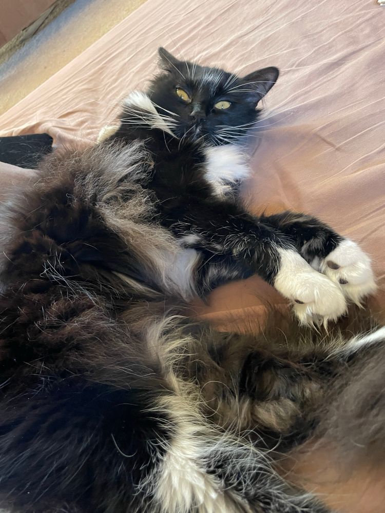 A chaotically hairy tuxedo cat laying down and looking confused at the camera