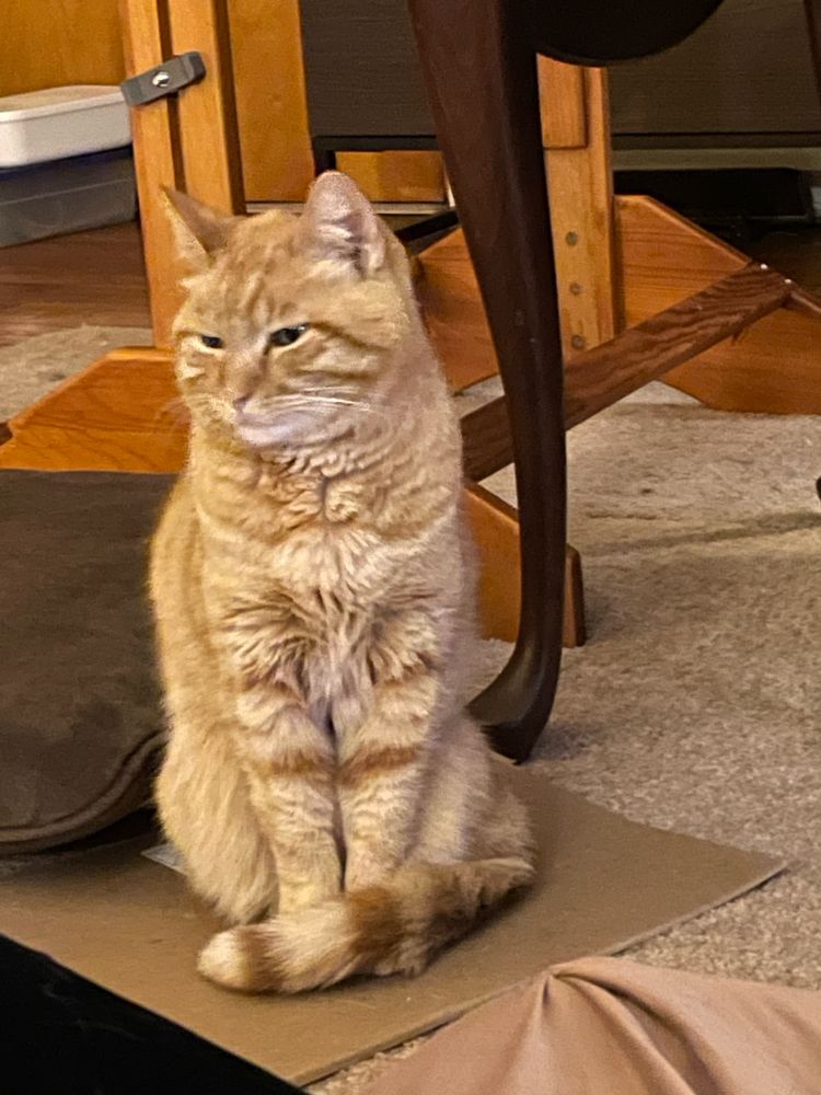 Handsome orange cat looking away from the camera
