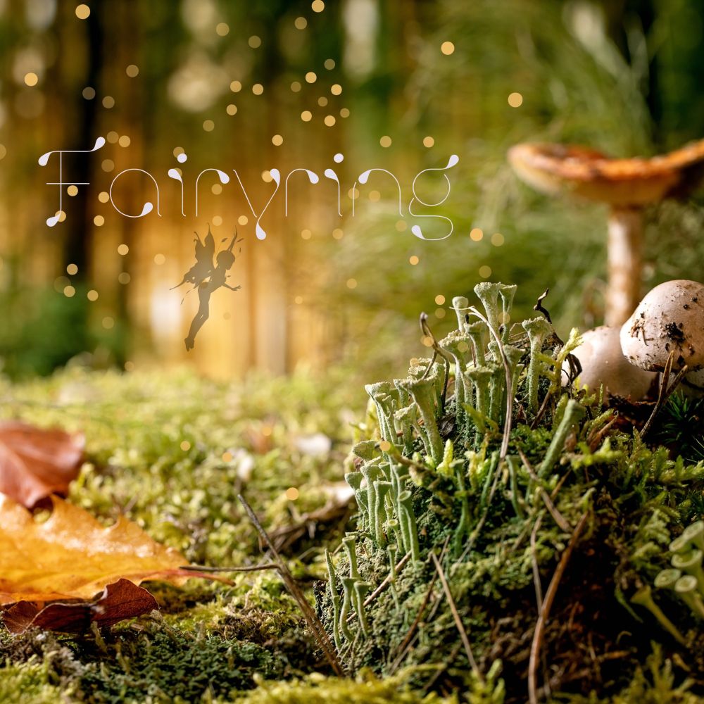 A magical forest with the silhouette of a fairy. The word Fairyring is written on top of it. 