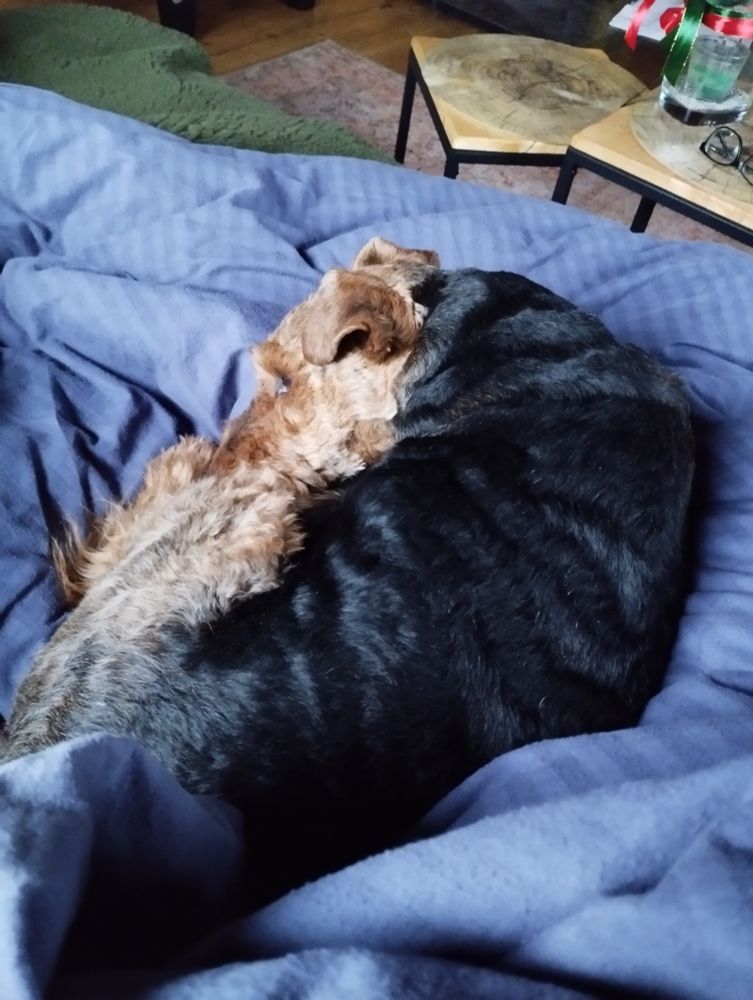 The picture is showing a welsh terrier laying on a blanket