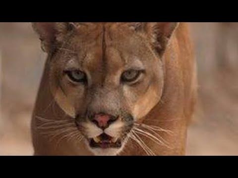 O vídeo que eu não posso mostrar no YouTube
