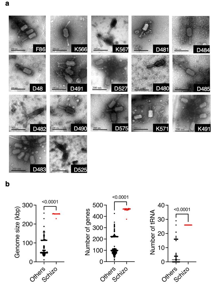 morphological and genomic distinctions of the phage