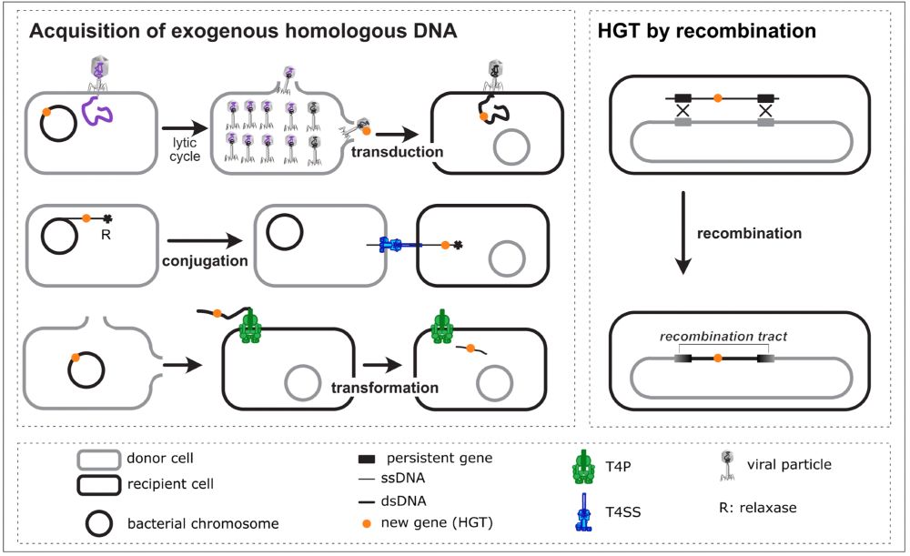Transformation, Recombination and horizontal transfer