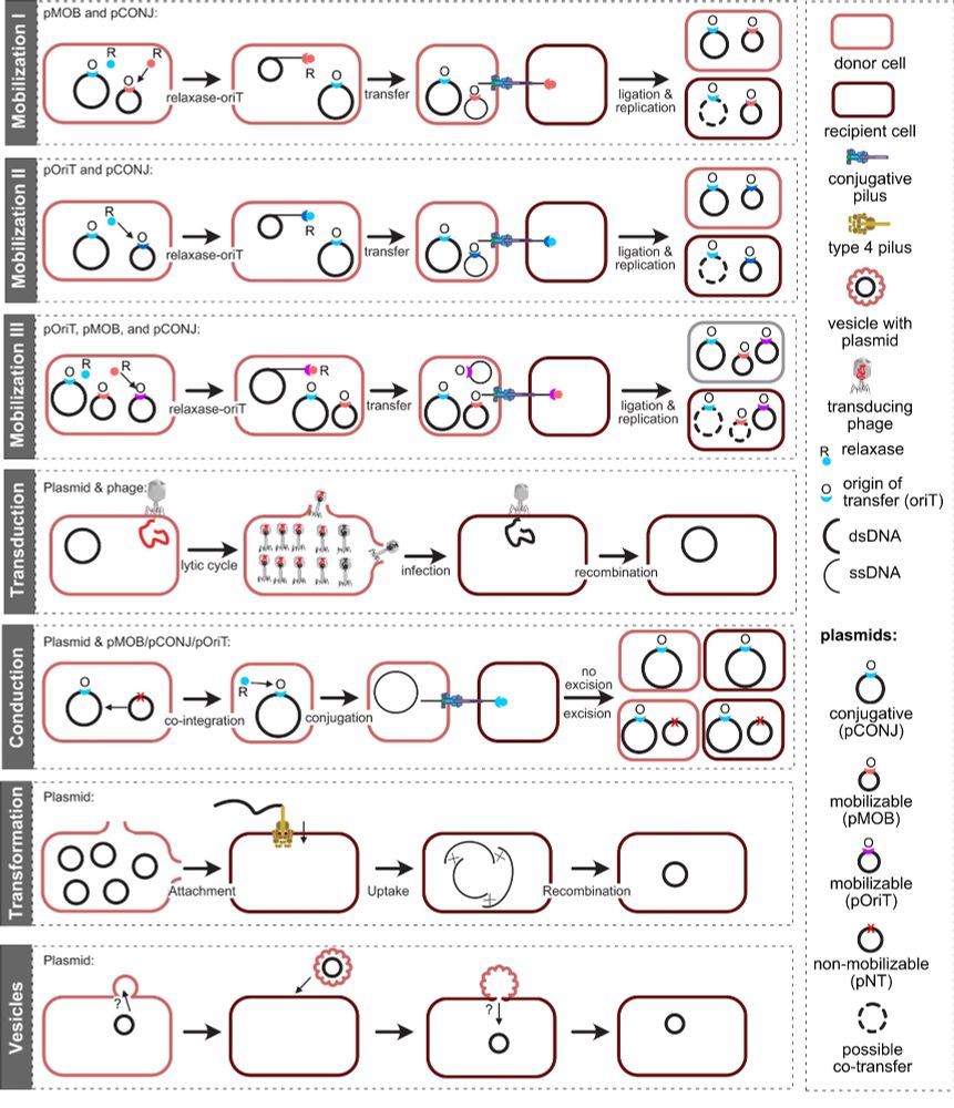 mechanisms of hitchers and lazy plasmids to transfer between cells.