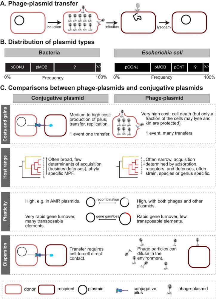Phage-plasmids versus conjugative plasmids