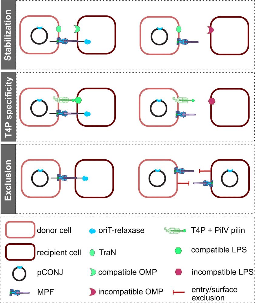 plasmids pick their hosts