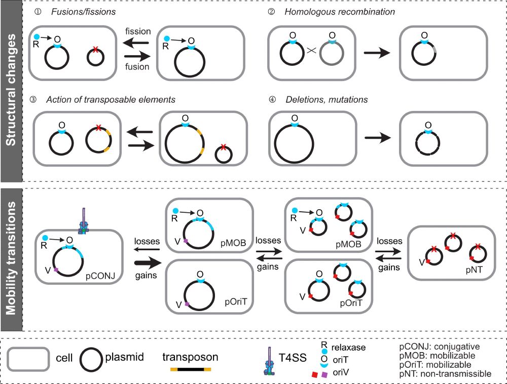 the evolution of plasmid mobility