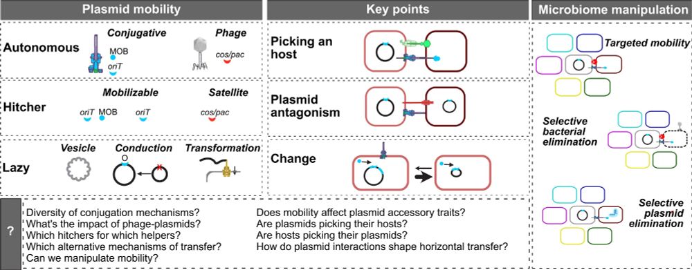 graphical abstract of the article the extended mobility of plasmids