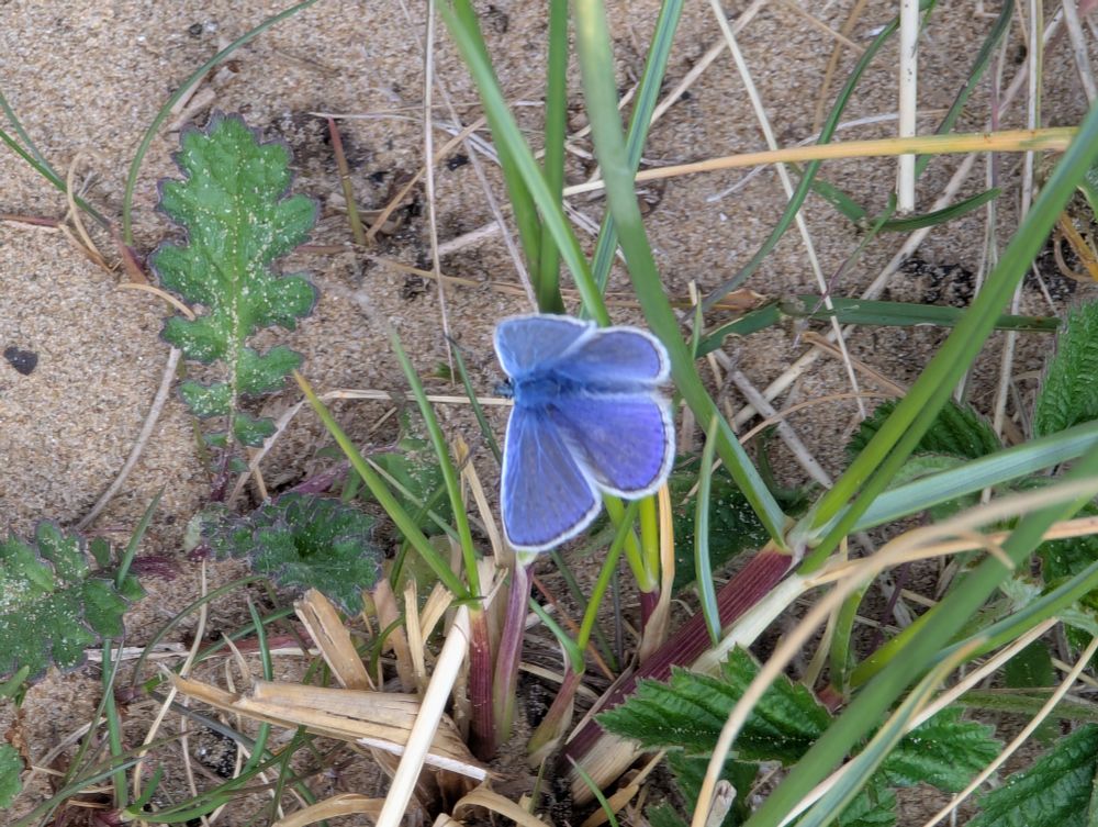Common blue butterfly from above