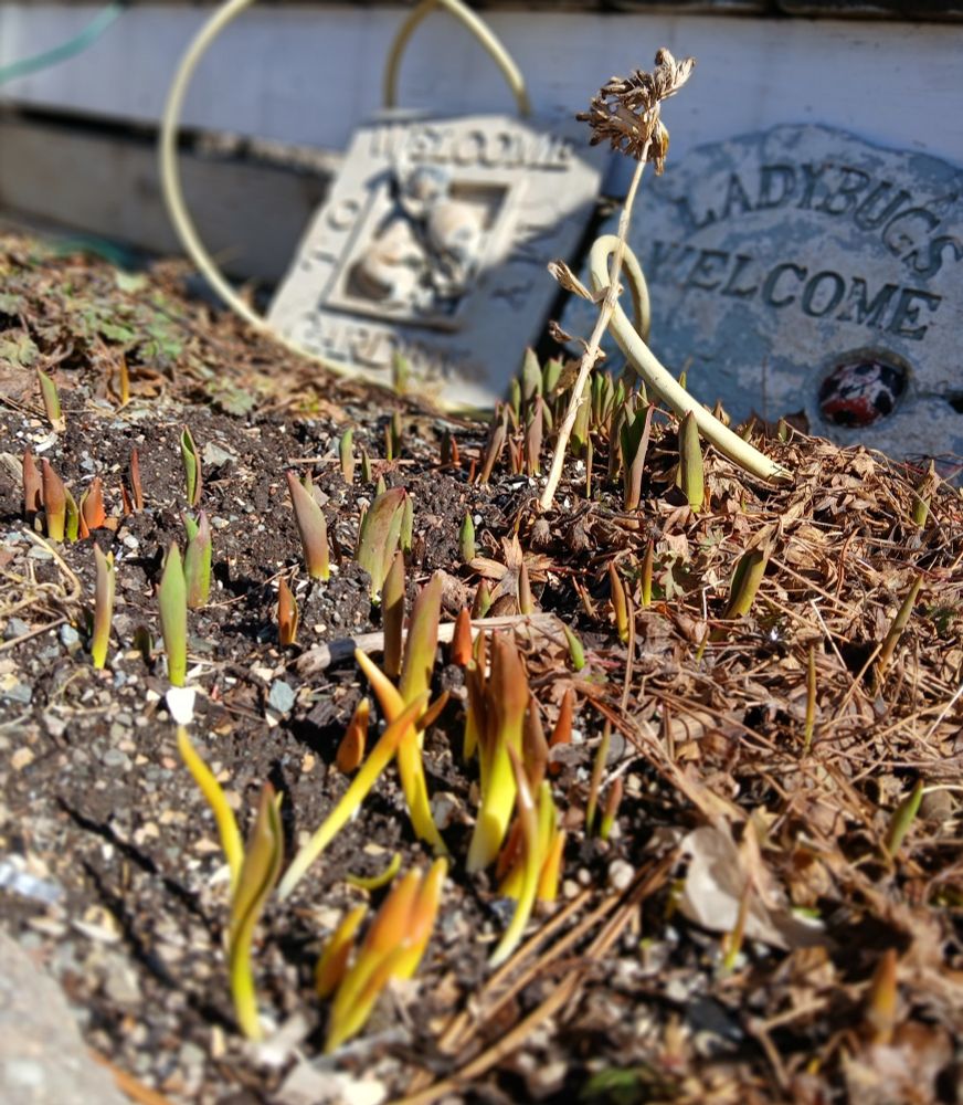 Tulip stems poking through the thawing soil.