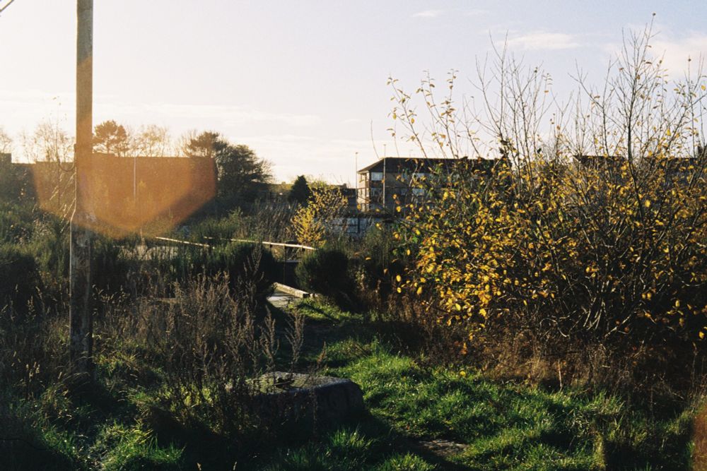 An industrial dock overgrown with bushes and grasses.