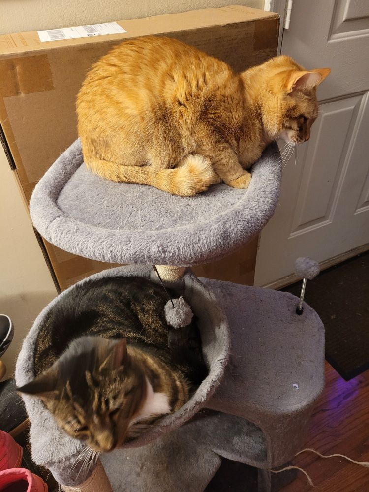 Two cats on a cat tree. 