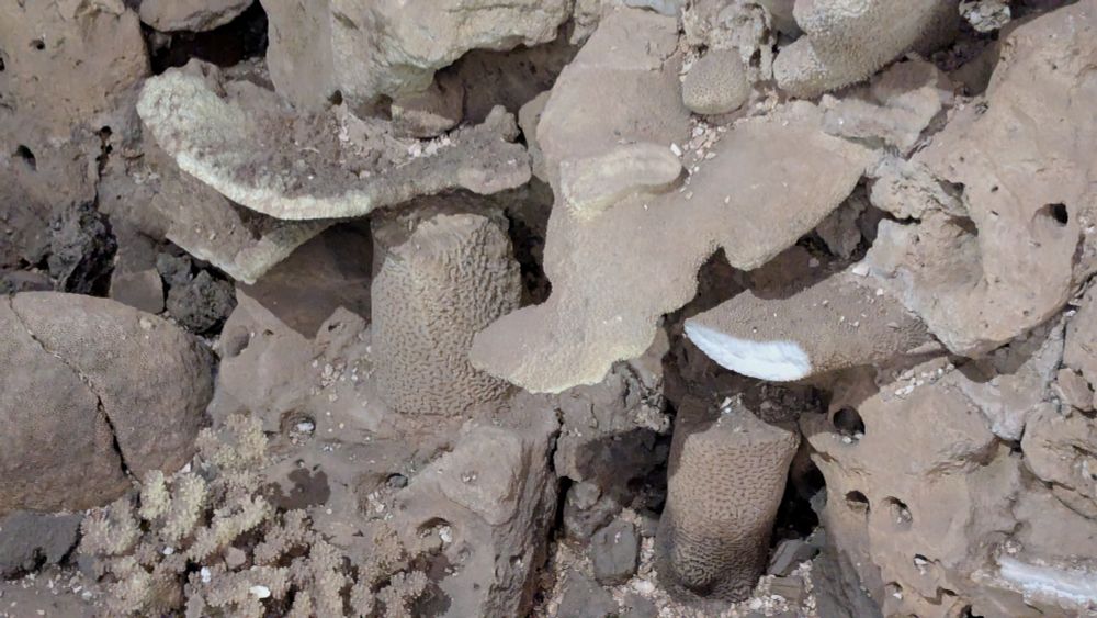 Damage to historic coral in the Crystal Grotto at Painshill