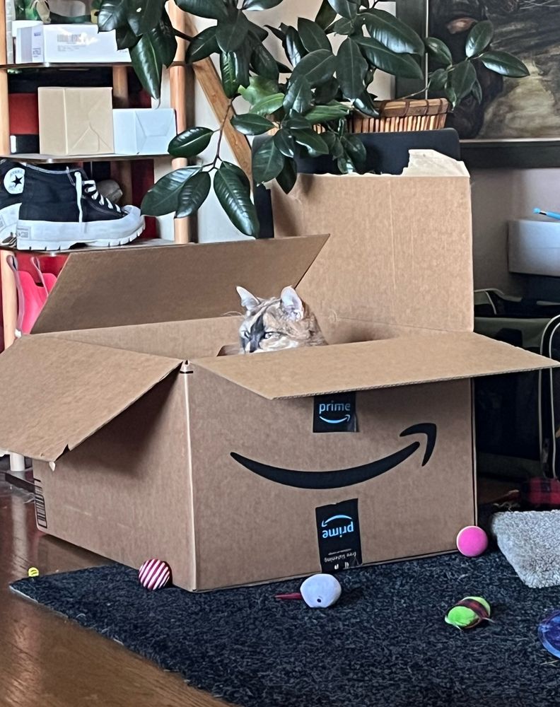 cat in large Amazon box looking toward the window like a dictator watching his plan go into action