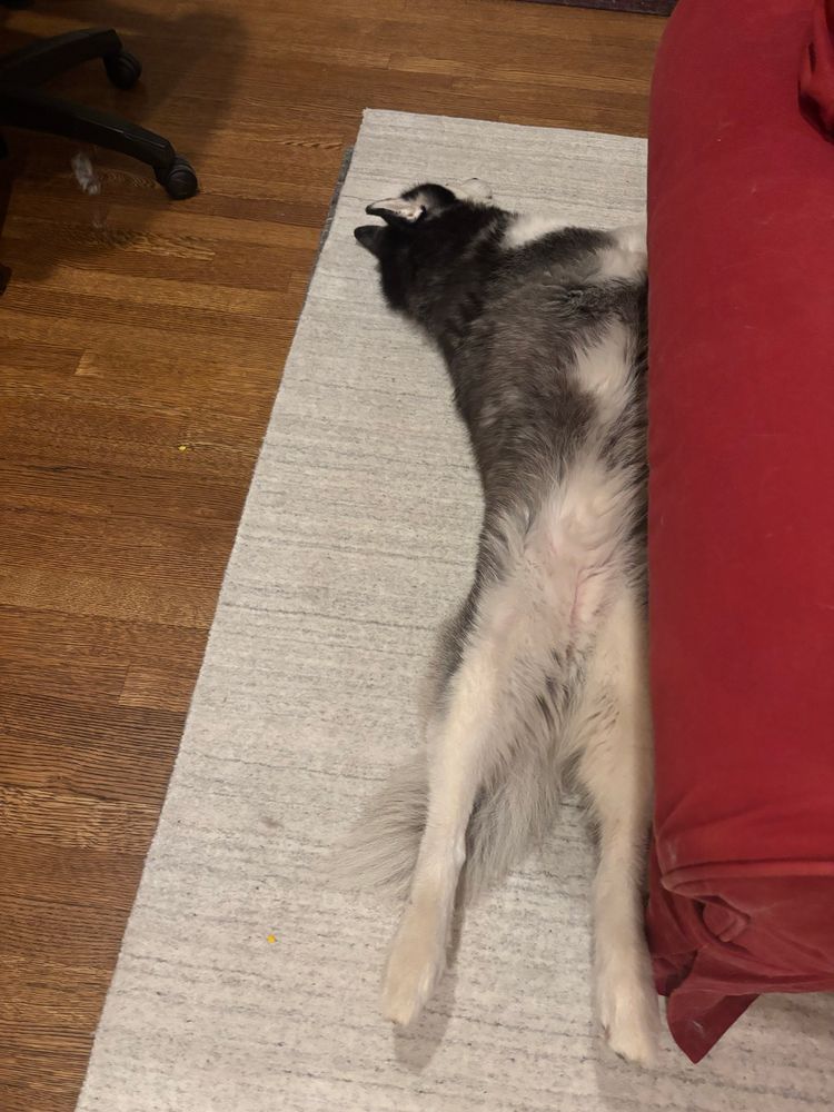 black and white husky airing it all out