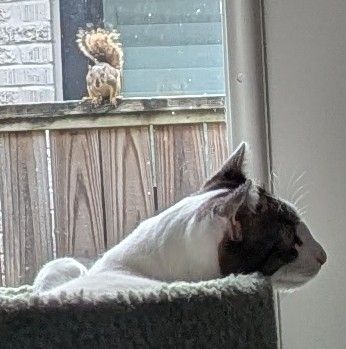 A white cat with a tabby wig relaxes in a cat tree while a squirrel glowers at him through the window