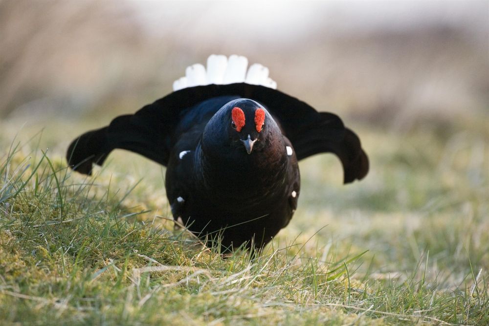Image of a lekking Black Grouse facing towards the camera.