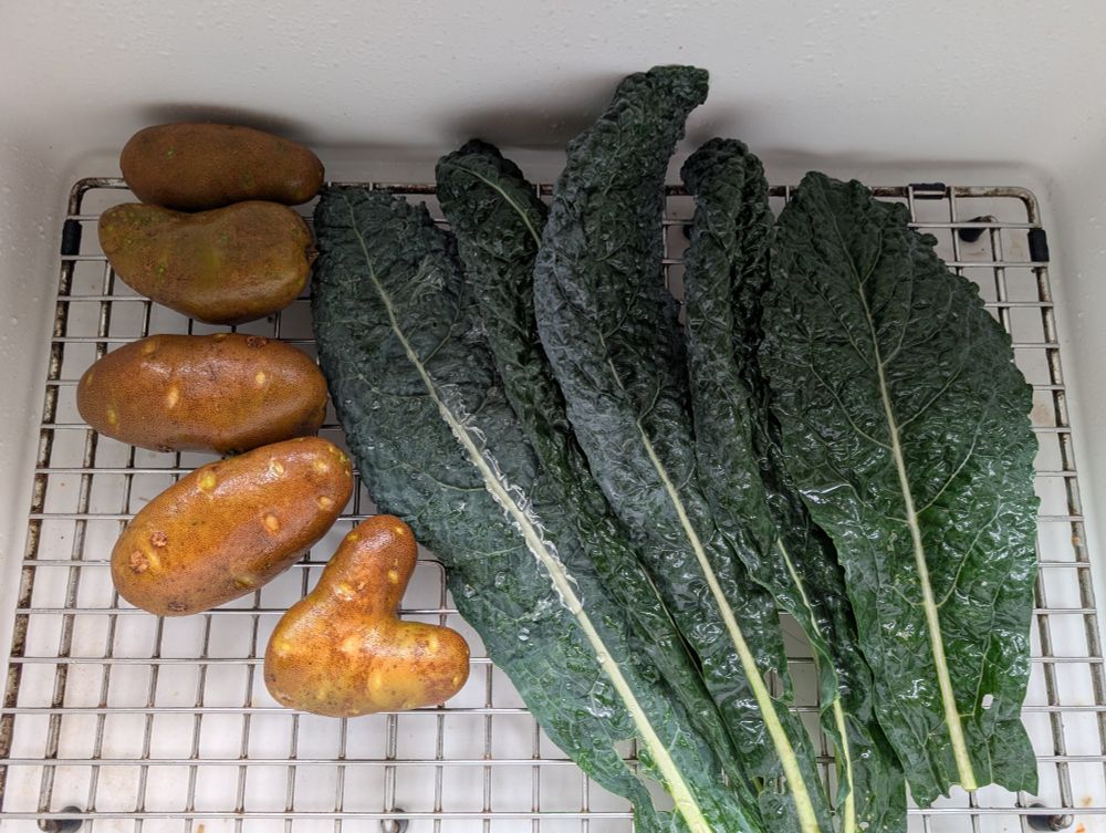A white sink with five potatoes and five leaves of kale.
