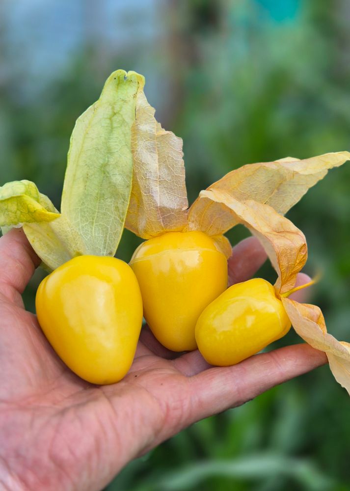 3 freshly picked Queen of Malinalco Tomatillos 